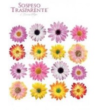 Sospeso Printed Plastic Sheet - Daisy